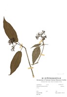 藏品(臺灣莢蒾)的圖片